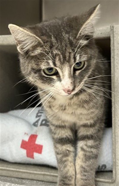 MED WAIVER RIVER - Domestic Short Hair available for adoption