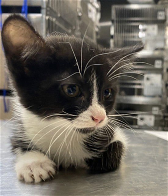 RARITY BELLE - Domestic Short Hair available for adoption