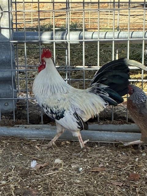 GUSS - Chicken available for adoption
