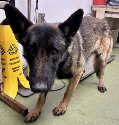 MED ADOPT JAMESON - Belgian Shepherd Malinois available for adoption