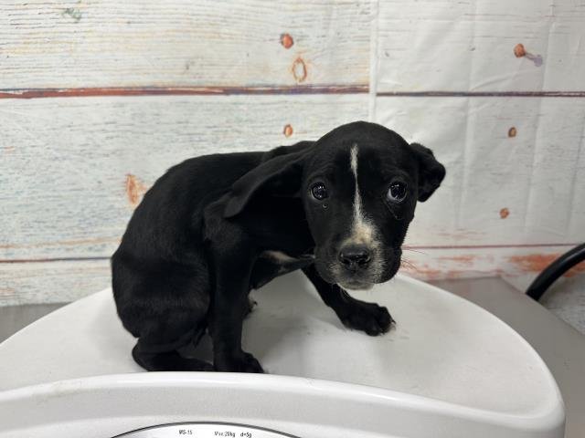 MED WAIVER JOYCE - Pit Bull Terrier available for adoption