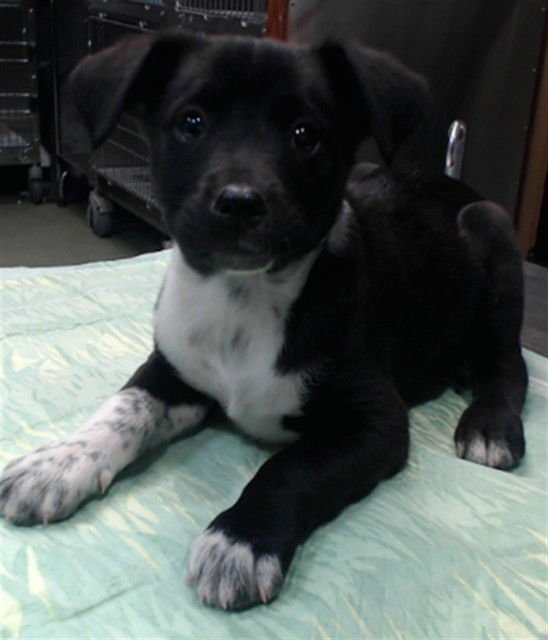 MERCEDES - Pit Bull Terrier / Australian Cattle Dog/Blue Heeler available for adoption