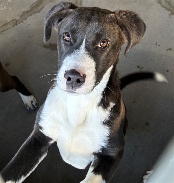 SERENA - Pit Bull Terrier / Labrador Retriever available for adoption