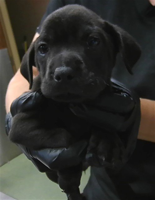 ECLIPSE - Labrador Retriever available for adoption