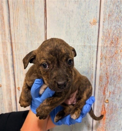 ROO - Pit Bull Terrier available for adoption