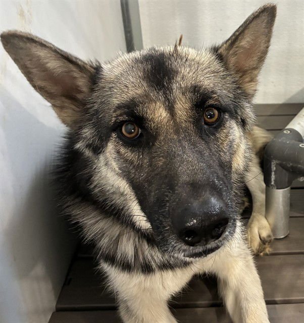 MED WAIVER MADAM - German Shepherd Dog available for adoption