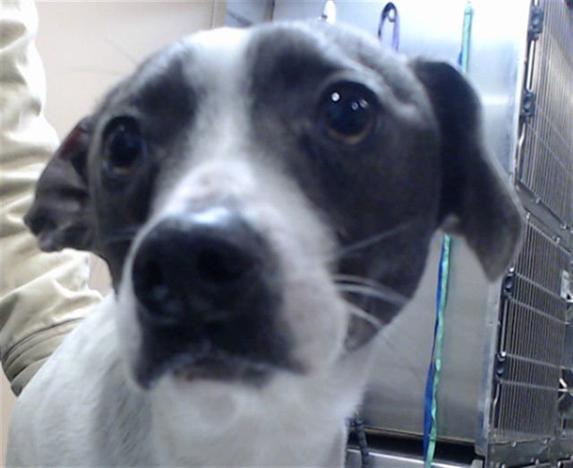 STEWART LITTLE - Chihuahua available for adoption