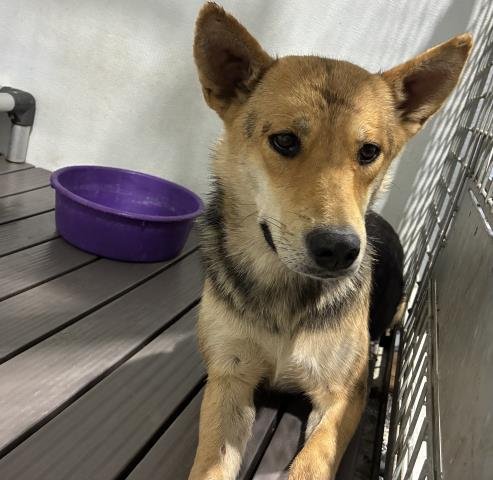 MOLE - German Shepherd Dog available for adoption