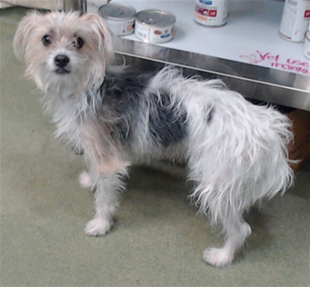 MOMO - Terrier available for adoption