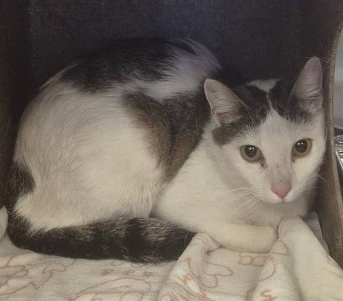 SNOW WHITE - Domestic Short Hair available for adoption