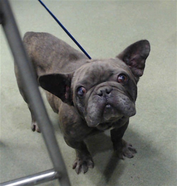 MED WAIVER GROGRU - French Bulldog available for adoption
