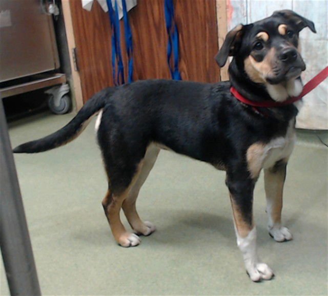 PEBBLE - Beagle available for adoption