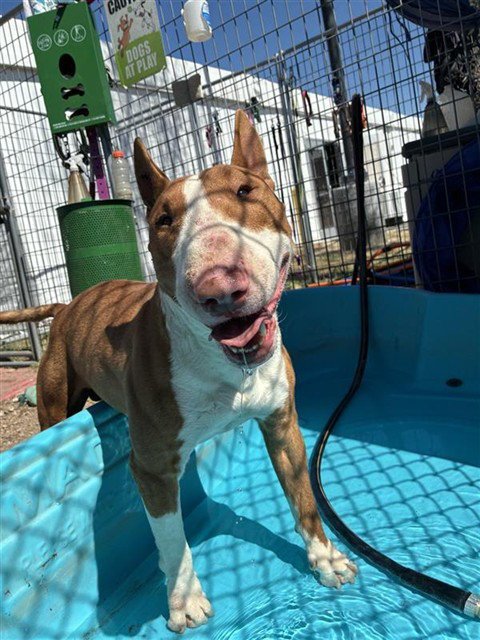 MED WAIVER JACK - Bull Terrier available for adoption