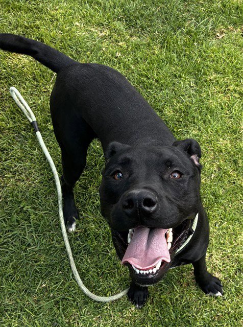 CYPRUS - Pit Bull Terrier available for adoption