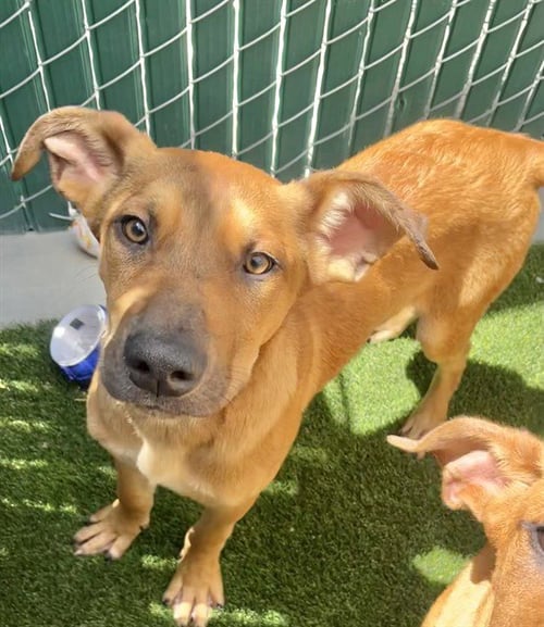 DOM - German Shepherd Dog available for adoption