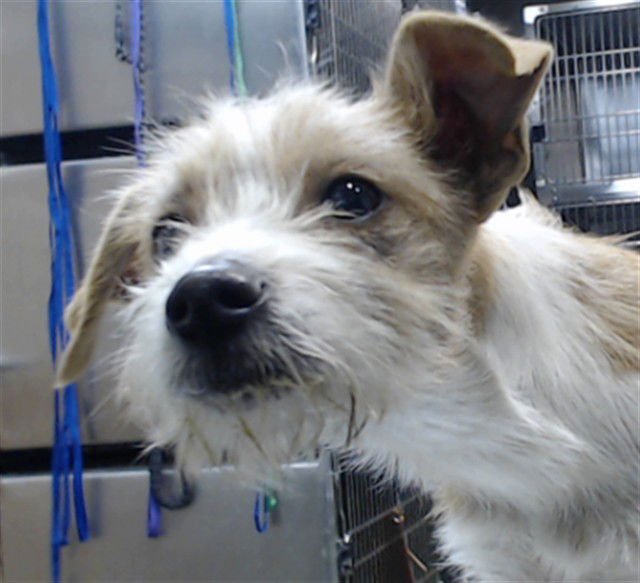 LULU - Terrier available for adoption