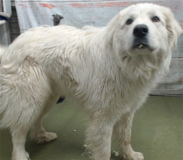 SCOTTHEW - Great Pyrenees available for adoption