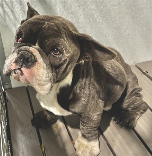 MED WAIVER SPORTY - French Bulldog available for adoption