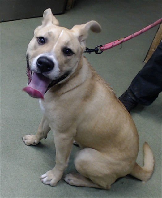 BRITNEY - Pit Bull Terrier available for adoption