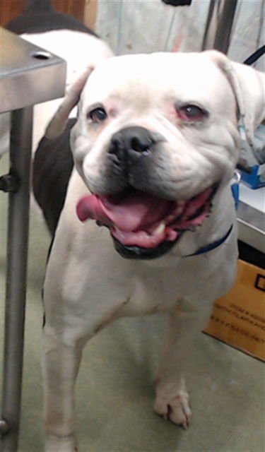 MED WAIVER BIANCA - American Bulldog available for adoption