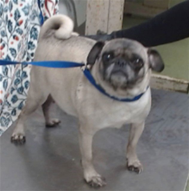 FRANCIS - Pug available for adoption