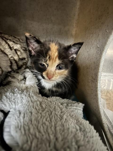 SPRECKELS - Domestic Short Hair available for adoption