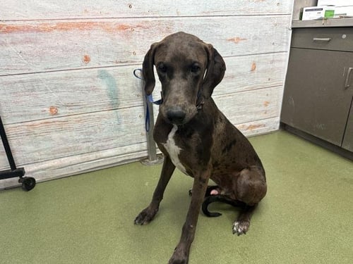 GLADIATOR - Great Dane / Doberman Pinscher available for adoption