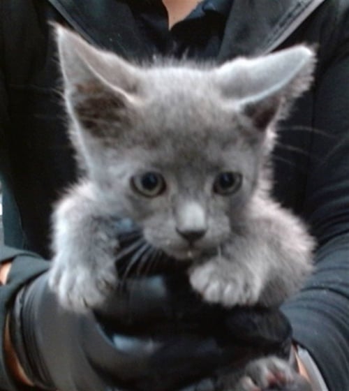 BJORN - Domestic Short Hair available for adoption