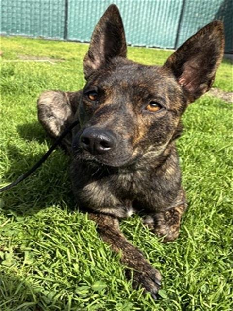 SYDNEY - Dutch Shepherd / Australian Cattle Dog/Blue Heeler available for adoption
