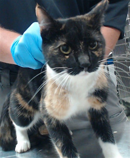 NALA - Domestic Short Hair available for adoption