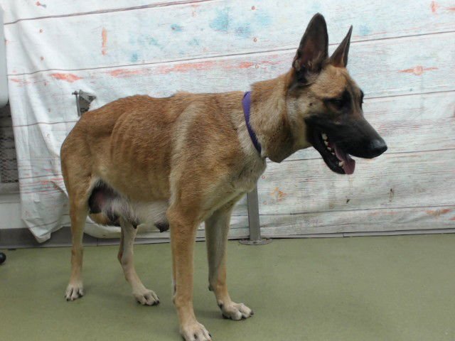 MED WAIVER MAMA LINDA - German Shepherd Dog available for adoption