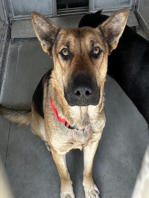 LOUISE - German Shepherd Dog available for adoption