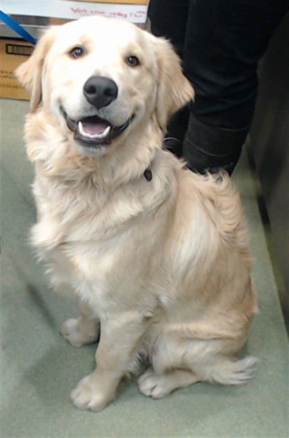BEN - Golden Retriever available for adoption