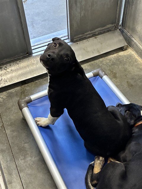 FIJI - Pit Bull Terrier available for adoption