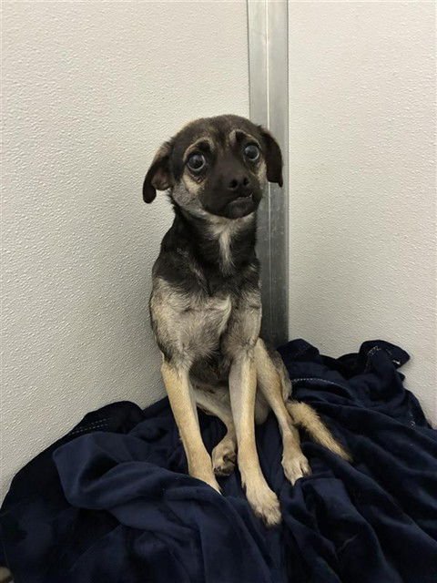 JOEL - Pug available for adoption