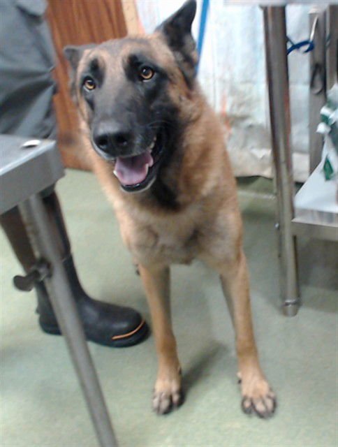 MARCO - Belgian Shepherd Malinois available for adoption