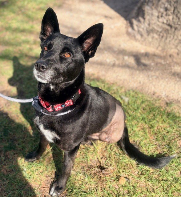 SADIE - Border Collie available for adoption