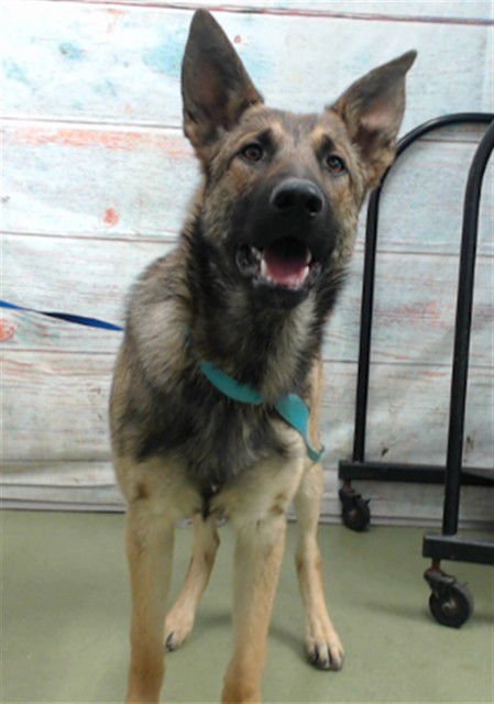 LACES - Belgian Shepherd Malinois available for adoption