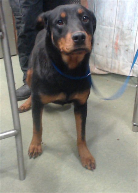 ROUSEY - Rottweiler available for adoption