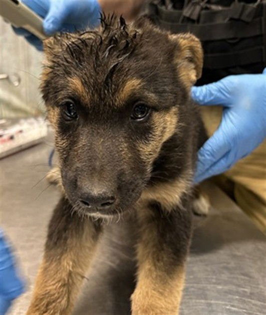 BILLY - German Shepherd Dog available for adoption