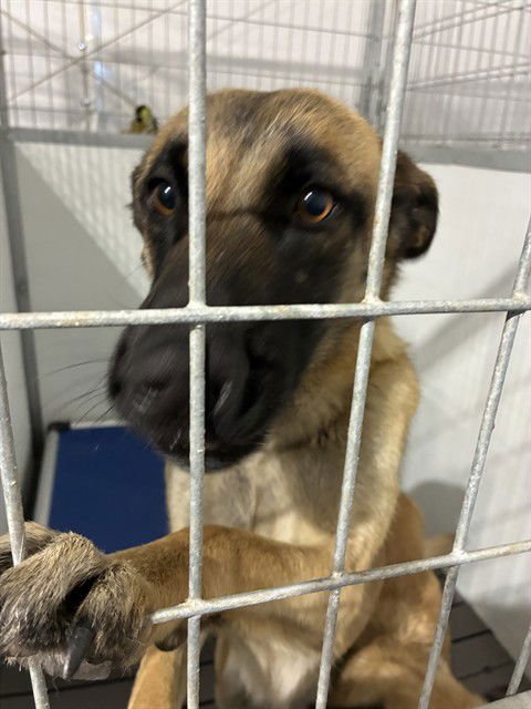 MED WAIVER MARSHA - Belgian Shepherd Malinois available for adoption