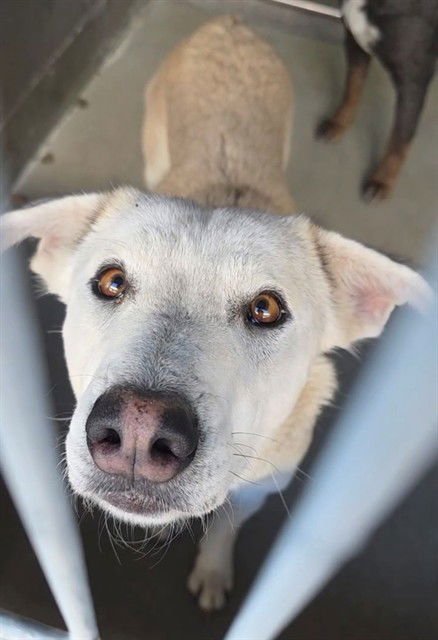 HANNAH - Labrador Retriever available for adoption