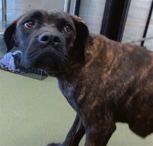 LENNEY LOU - Cane Corso Mastiff available for adoption