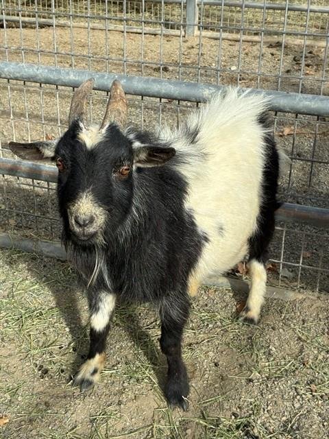BAY - Goat available for adoption