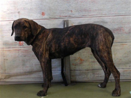 ANDROMEDA - Labrador Retriever available for adoption