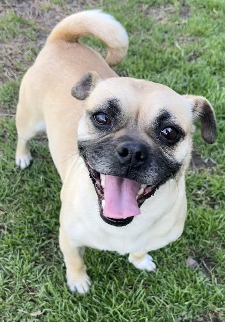 LADY - Pug / Chihuahua available for adoption