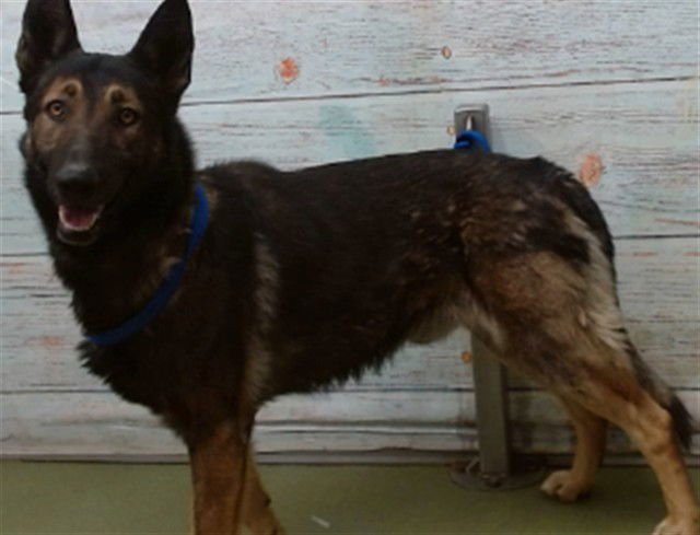 MED WAIVER JASPER - German Shepherd Dog available for adoption