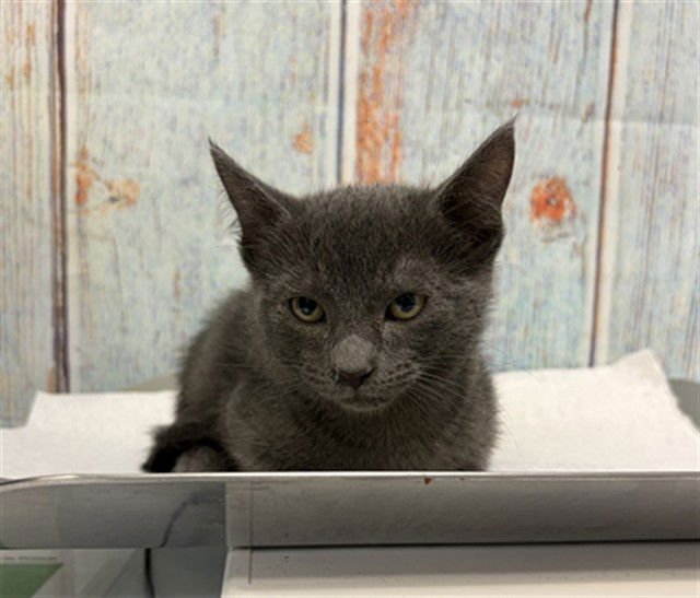 MED ADOPT MATT - Domestic Short Hair available for adoption