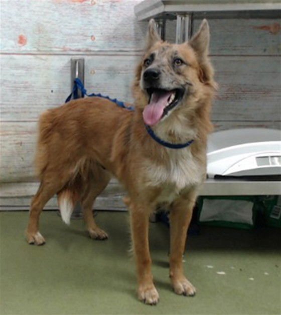 FABLE - Border Collie available for adoption