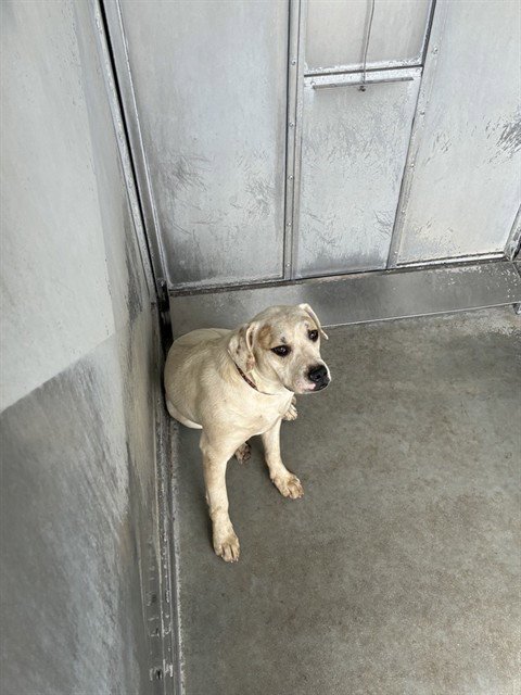 SITKA - Pit Bull Terrier available for adoption